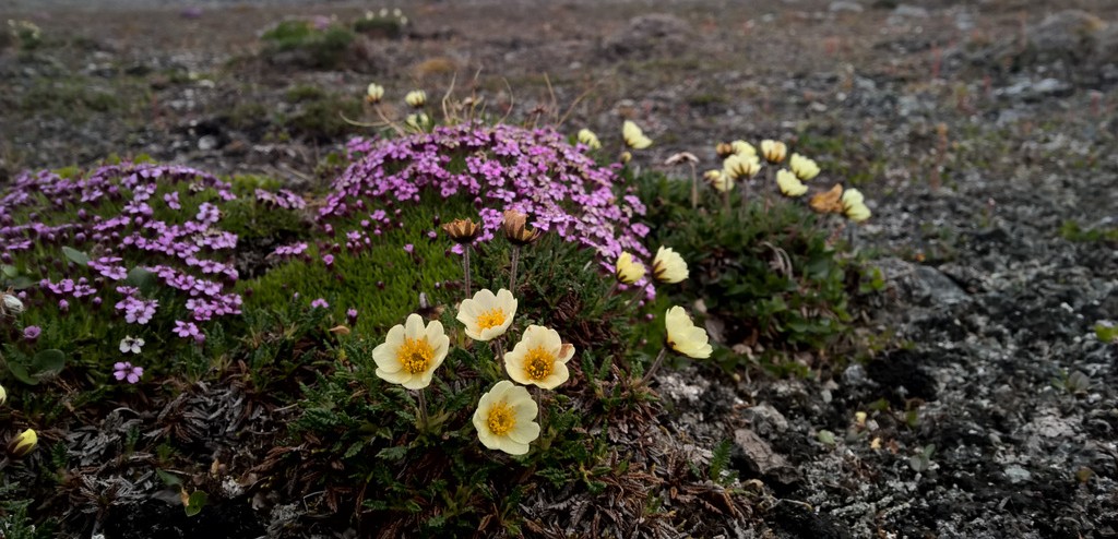 北极苔原花